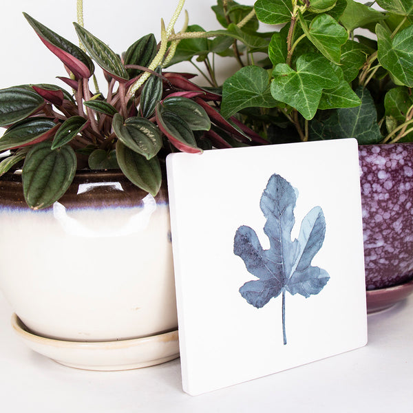 Natural Stone Coasters - Square Cissus Rhombifolia Plant