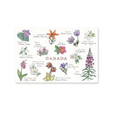 Canadian Wildflowers Postcard