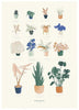 Baltic Club - House Plant 12x18" Art Print