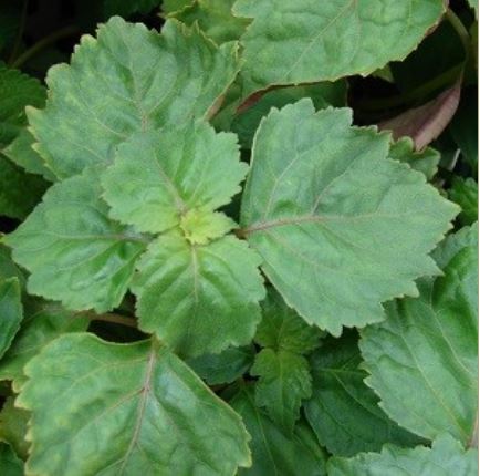 Essential Oil - Dark Patchouli