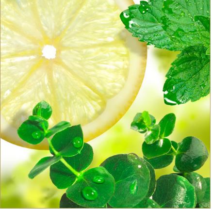 Essential Oil - Eucalyptus Lemon