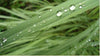 Essential Oil - Lemongrass