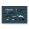 Baltic Club - Whales 12x18" Art Print