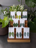 Rae Designs - Alocasia Polly Earrings