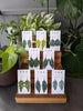 Rae Designs - Anthurium Clarinervium Earrings