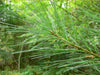 Essential Oil - Pine