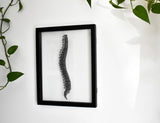 Anatomical Spine (black) Papercut Art