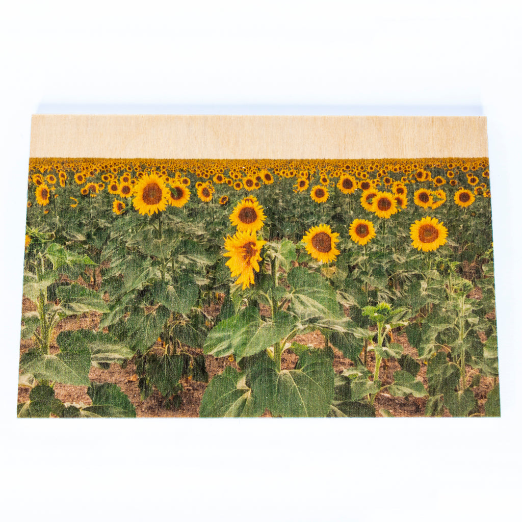 Resurfaced - Sunflower Fields Postcard